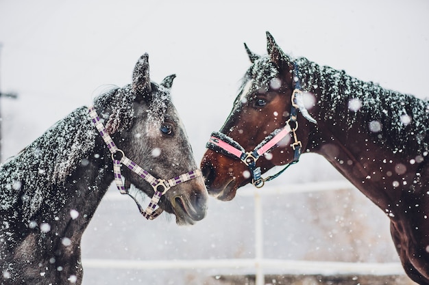 Deviazione del cavallo da corsa inglese