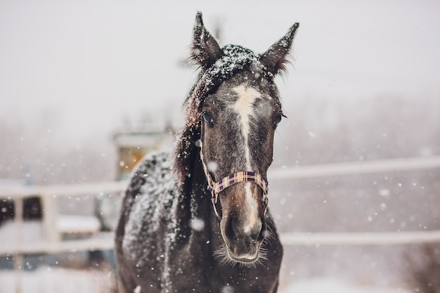 Deviazione del cavallo da corsa inglese