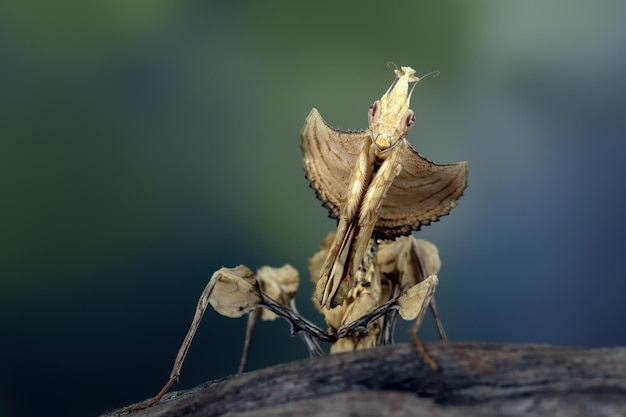 Devils Flower Mantis closeup su legno Idolomantis diabolica closeup