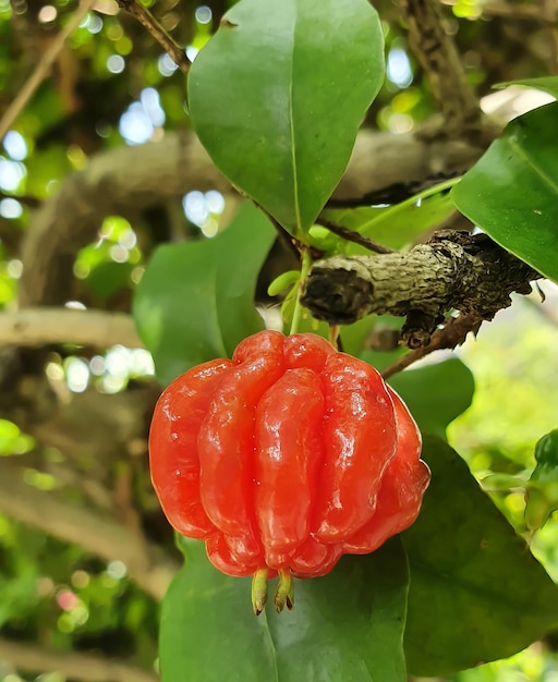 Dewadaru Fruit Ciliegia del Suriname Pitanga Ciliegia brasiliana Eugenia Uniflora