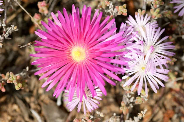 Dewflowers