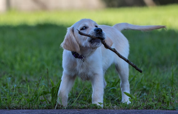 Dexter, il nuovo membro della famiglia, un cucciolo di Golden Retriever.