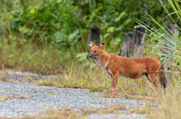 Dhole o cani selvaggi asiatici a piedi