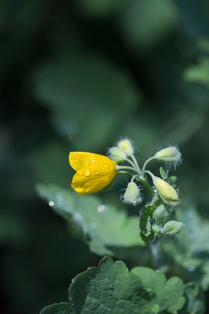 Di fiori selvaggi celidonia fresca close up messa a fuoco selettiva