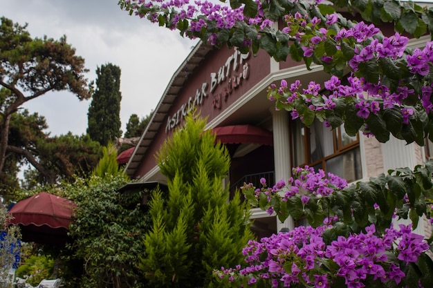 Di fronte a un ristorante sull'isola di Turchia all'interno di un giardino di fiori viola con alberi verdi