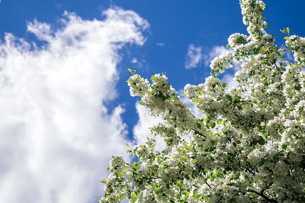 Di melo di fioritura bianchi nel giorno soleggiato di primavera contro il cielo