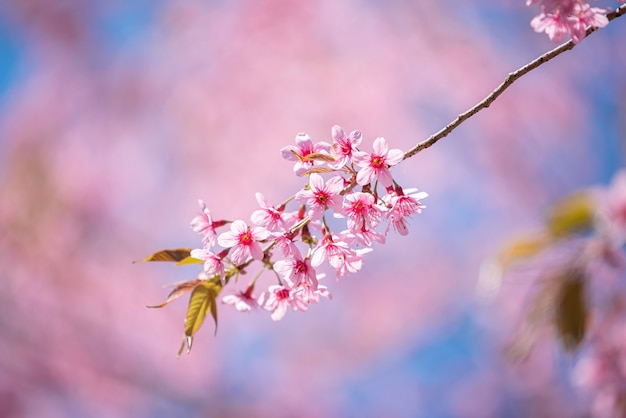 Di un bel colore rosa Sakura fiore che sboccia sul cielo blu sullo sfondo