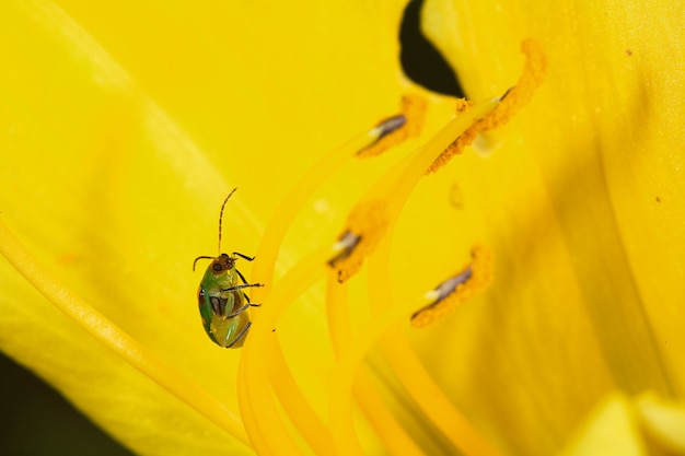 Diabrotica speciosa su Lilium giallo