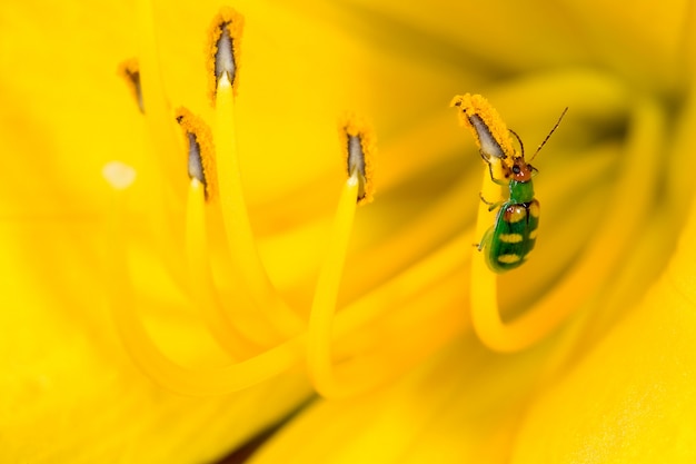 Diabrotica speciosa su Lilium giallo