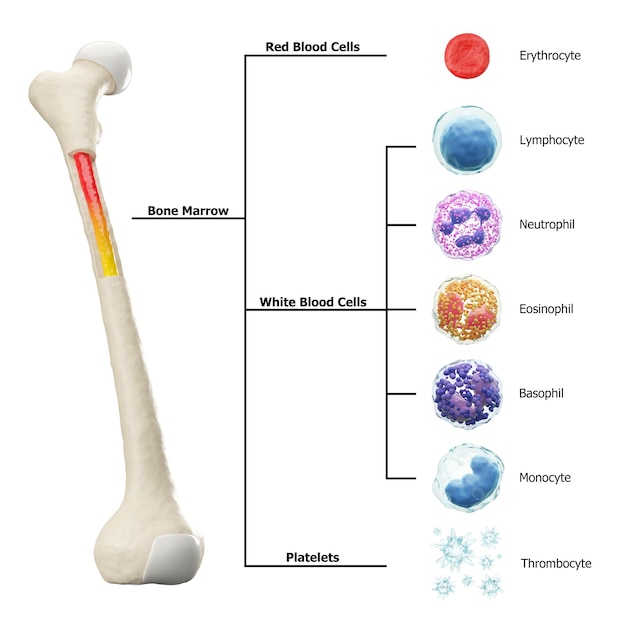 Diagramma di formazione di midollo osseo e globuli