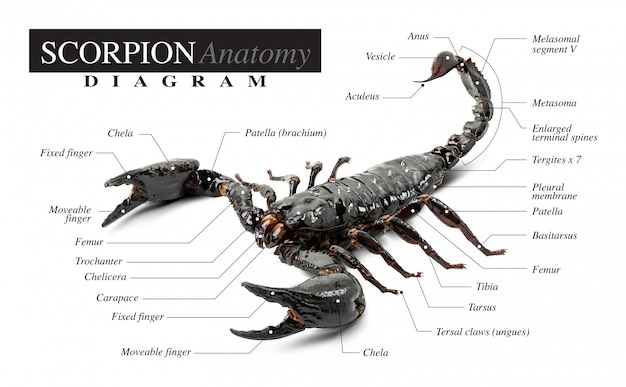 Diagramma di scorpione