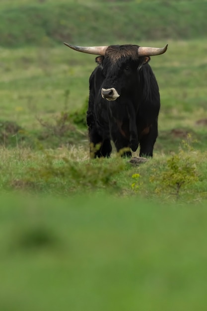 Diamine al bestiame nel suo habitat