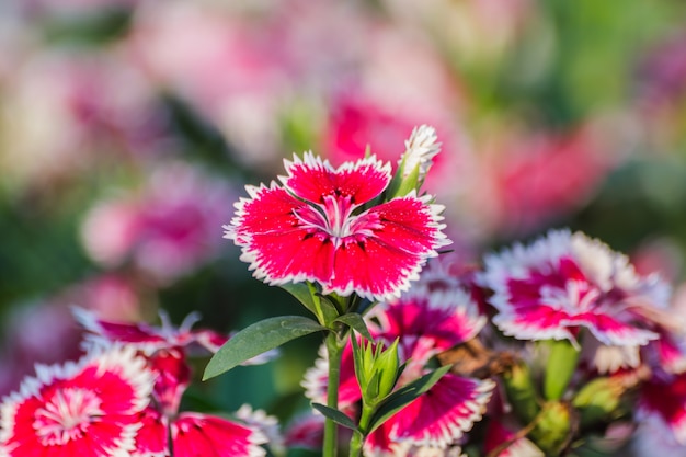 Dianthus Chinensis Flowers.