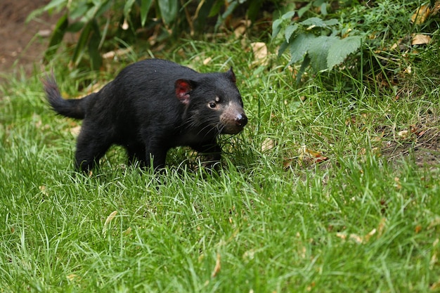 Diavolo della Tasmania. Sarcophilus harrisii