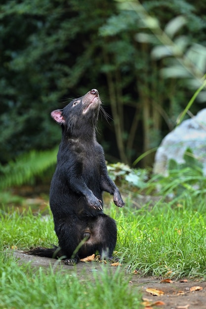 Diavolo della Tasmania. Sarcophilus harrisii