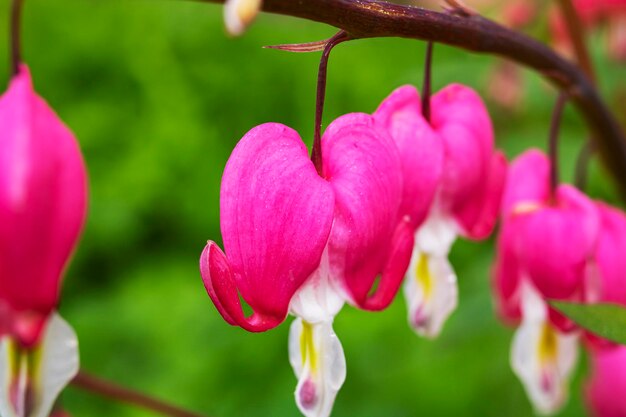 Dicenter fiori rosa a forma di cuore su sfondo di erba verde