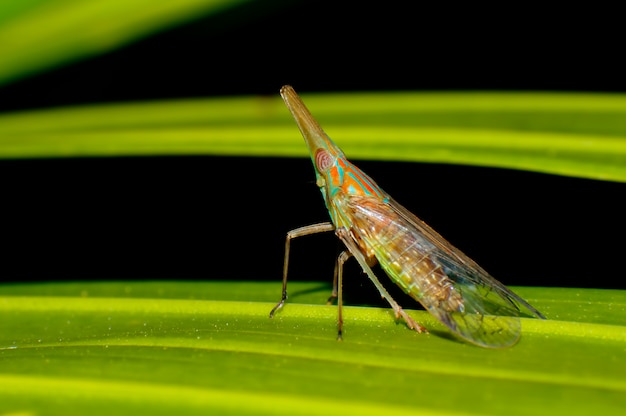 Dicianoparidi a pianta lunga afidi