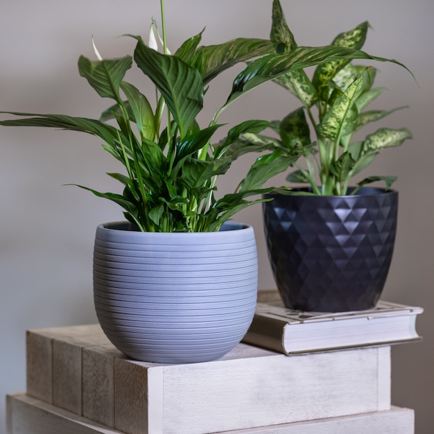 Dieffenbachia Canne mute con Peace Lily, pianta Spathiphyllum