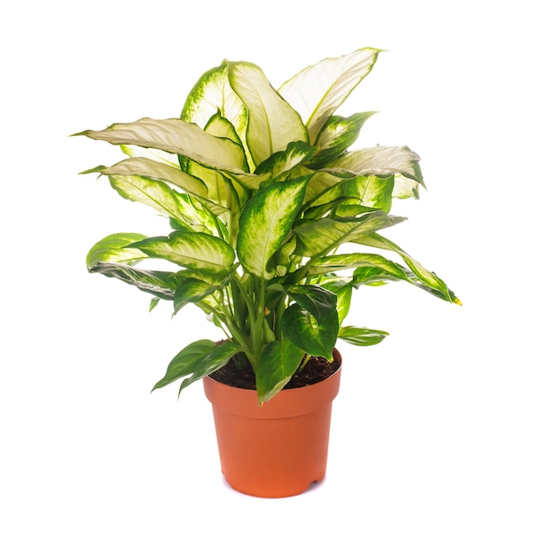 Dieffenbachia cresce in vaso di fiori isolato su bianco