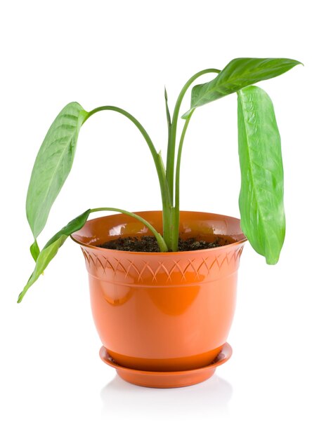 Dieffenbachia di piante in vaso, isolata su sfondo bianco