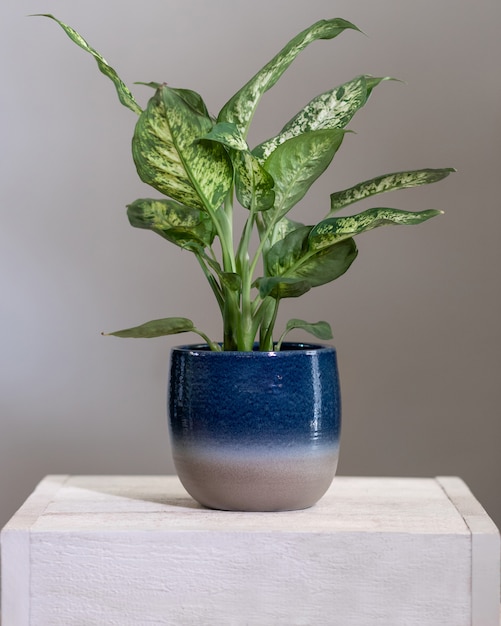 Dieffenbachia Pianta di canne mute in vaso blu