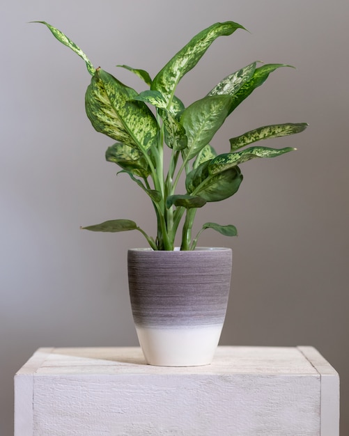 Dieffenbachia Pianta di canne mute in vaso d'argento