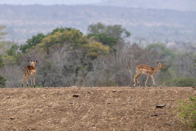 Dik dik gazzella antilope africana