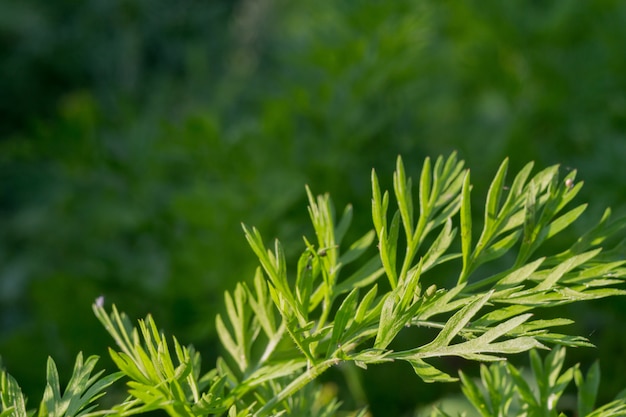 Dill Leaves in Dewdrops