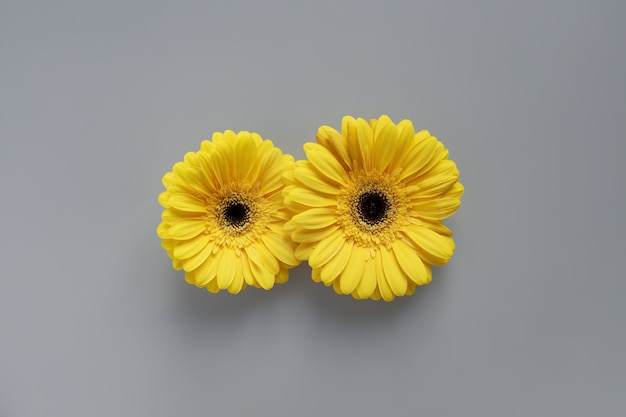 Dimostrazione di colori di tendenza 2021: grigio e giallo. Bellissimi fiori di gerbera su sfondo grigio con copia spazio.