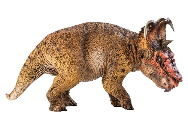 Dinosauro Pachyrhinosaurus su sfondo bianco