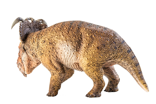 Dinosauro Pachyrhinosaurus su sfondo bianco