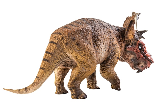 Dinosauro Pachyrhinosaurus su sfondo bianco