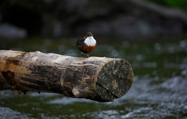 Dipper esposto appoggiato su un tronco