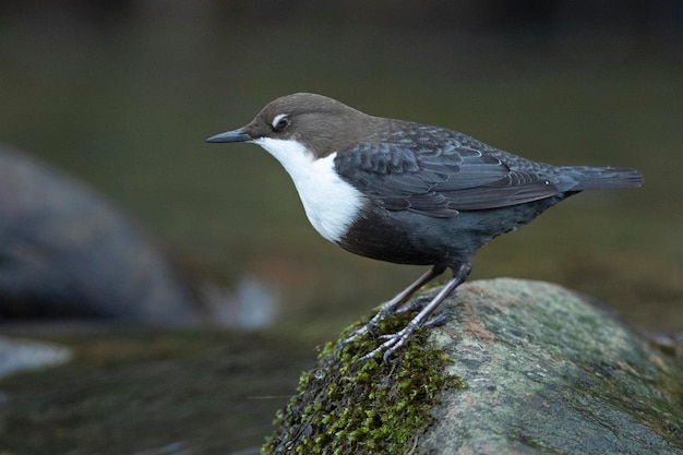 Dipper in un fiume di montagna nel suo territorio di riproduzione alla prima luce dell'alba