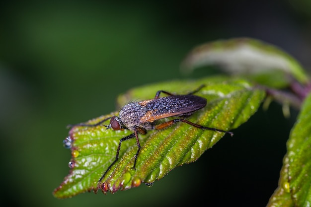 Diptero su una foglia verde