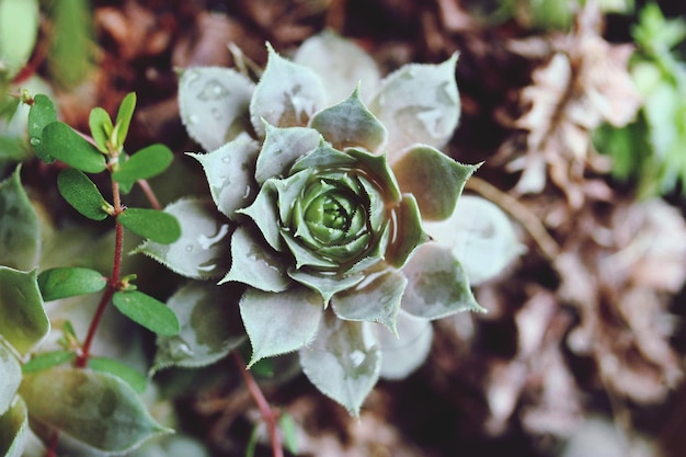 Direttamente sopra il colpo di pianta succulenta