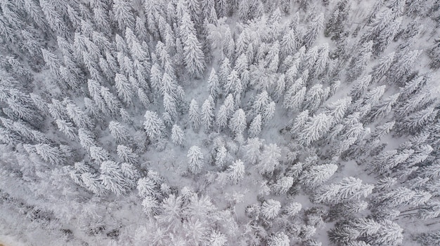 Direttamente sopra la vista degli alberi di neve