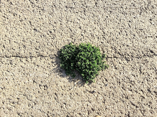 Direttamente sopra lo scatto della pianta sulla strada