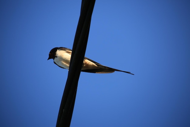 Direttamente sotto la ripresa di una rondine appollaiata su un cavo contro un cielo blu limpido