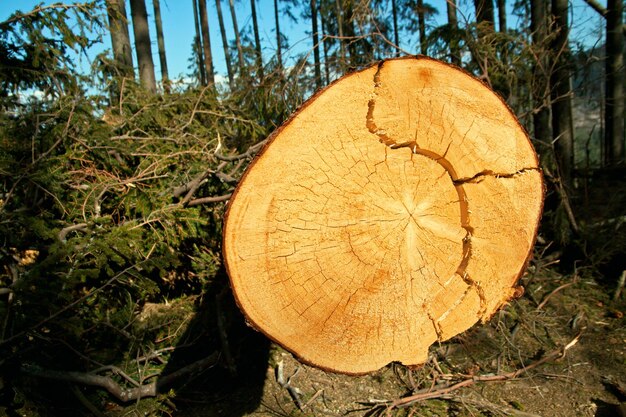 Disastro del vento dell'albero rotto