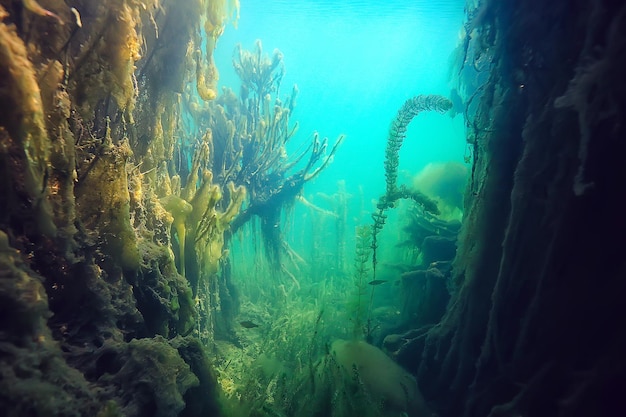 disastro ecologia fiume sott'acqua / paesaggio inquinamento ecologia sott'acqua