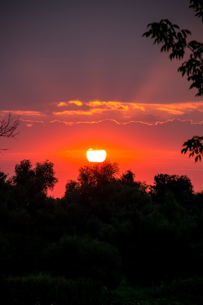 Disco solare luminoso su alberi all'alba