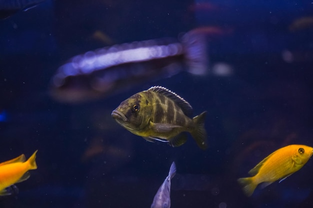 Discus Ciclidi colorati nell'acquario Pesci d'acqua dolce che vivono nel bacino amazzonico Pesci luminosi colorati nell'acquario Una varietà di pesci marini