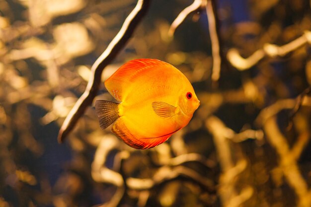 Discus fish Symphysodon nuotare sott'acqua nel fiume amazzonico