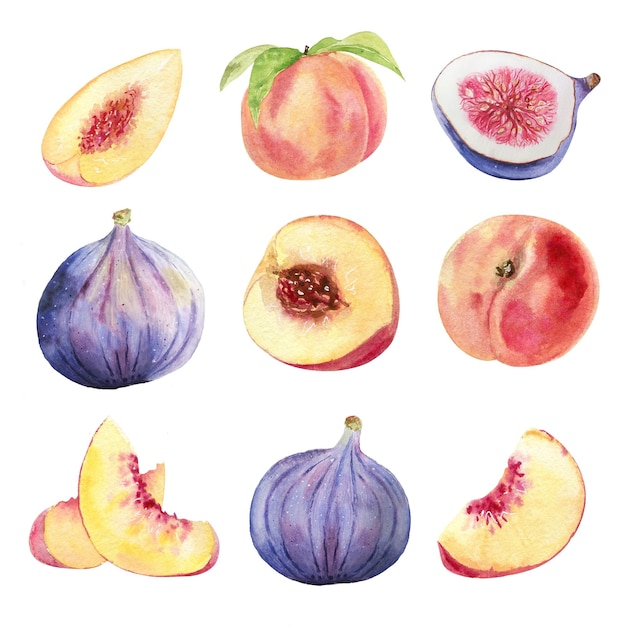 Disegno a mano dell'acquerello frutti di pesche e frutti di fico