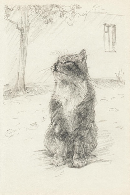 Disegno a matita gatto