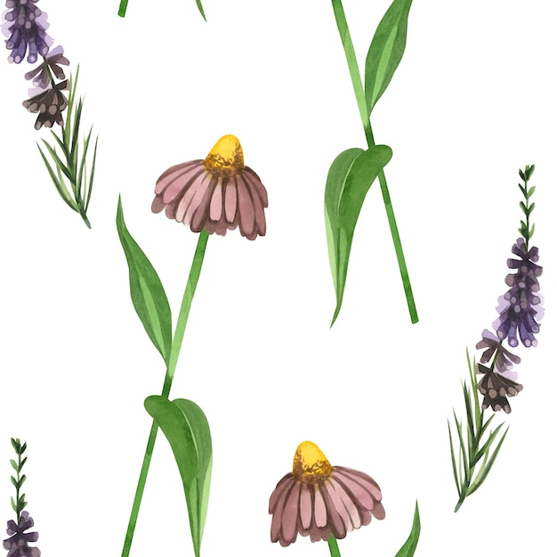 Disegno ad acquerello di erbe e fiori di prato echinacea erica pianta disegnata a mano in acquerello su un