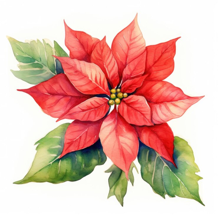 disegno ad acquerello di un fiore e foglie di poinsettia isolati