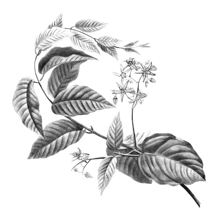 Foto disegno botanico a matita