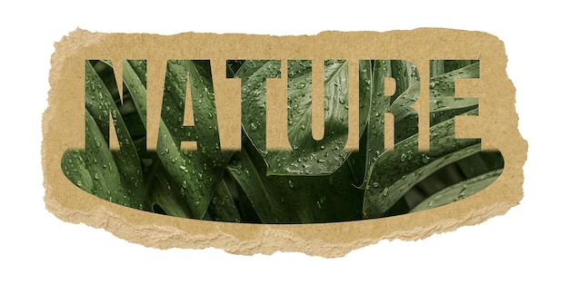 Disegno di foglia adesiva png di natura su sfondo trasparente di carta strappata